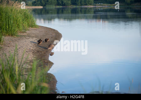 Duck and duckling in the morning autumn Lake with grass on foreground Stock Photo