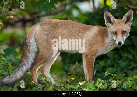 Red Fox cub, (Vulpes vulpes),London,Great Britain, UK Stock Photo