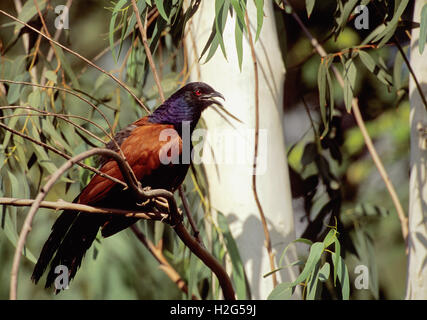 Greater Coucal, (Centropus sinenesis), perched in a tree, beak open to cool down, Bharatpur, Rajasthan, India Stock Photo