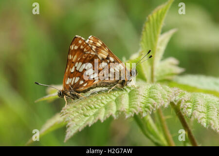 A mating pair of rare Duke of Burgundy Butterfly (Hamearis lucina). Stock Photo