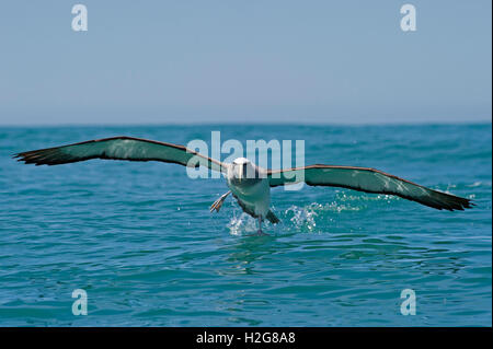 Shy Albatross Thalassarche cauta off Kaikoura Southern Ocean New Zealand Stock Photo