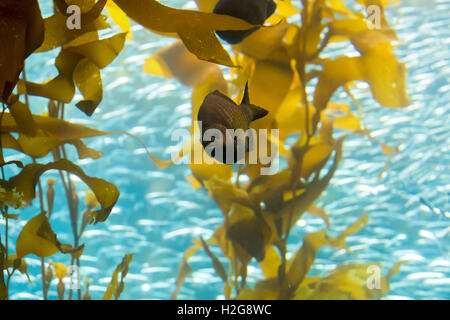 Interior of the Monterey Bay Aquarium, California USA - a life size