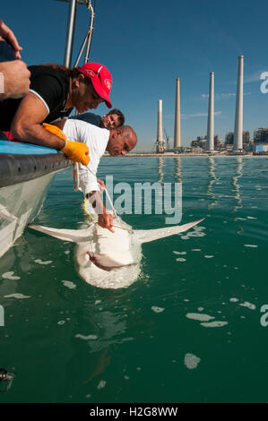 Researchers are tagging a sandbar shark (Carcharhinus plumbeus) in the Mediterranean sea. In recent years this shark has become Stock Photo