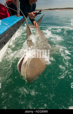 Researchers are tagging a sandbar shark (Carcharhinus plumbeus) in the Mediterranean sea. In recent years this shark has become Stock Photo