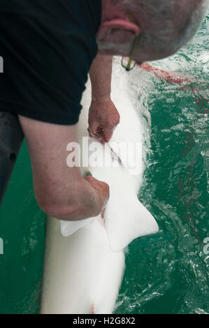 Researchers are tagging a sandbar shark (Carcharhinus plumbeus) in the Mediterranean sea. In recent years this shark has become Stock Photo