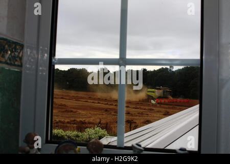 A Claas combine harvester harvesting a linseed oil crop in Kent, England - viewed from a cottage next to the field. Stock Photo