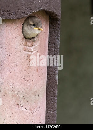 House Sparrow Passer domesticus fledgeling looking out of nest box at breeding colony Norfolk Stock Photo