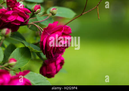 Shrub roses pink. Pink flowers in garden Stock Photo