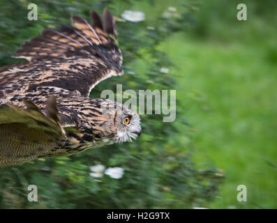 Eurasian Eagle Owl Bubo bubo (captive) UK Stock Photo