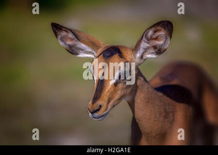 Portrait of a Black Faced Impala, Etosha National Park, Namibia, Africa Stock Photo