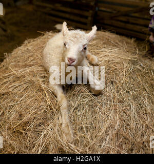 Young lamb in a barn, Western Iceland Stock Photo