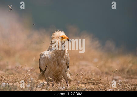 Egyptian Vulture Neophron percnopterus adult near Solsona pre-Pyrenees Catalonia Spain Stock Photo