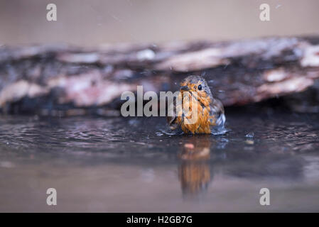 Robin Erithacus rubecula bathing in garden bird bath Norfolk summer Stock Photo