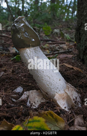 FUNGI STINKHORN FUNGUS IN WOODLAND HABITAT PHALLUS IMPUDICA