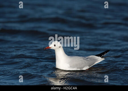 Black-headed Gull Chroicocephalus ridibundus adult in non breeding plumage Norfolk December Stock Photo