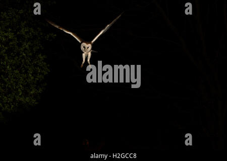Barn Owl, Tyto alba hunting at night North Norfolk May Stock Photo