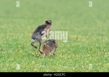 Mad March Hares, Brown Hares Lepus europaeus boxing in the rain Holt Norfolk Stock Photo