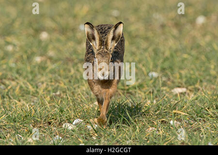 Brown Hare Lepus europaeus Holt Norfolk March Stock Photo