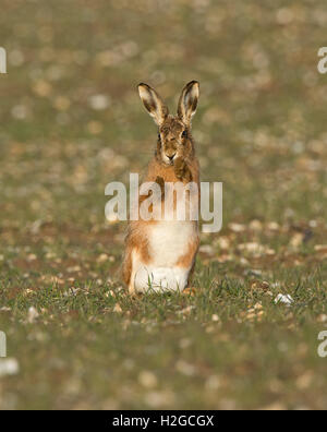 Brown Hare Lepus europaeus Holt Norfolk March Stock Photo