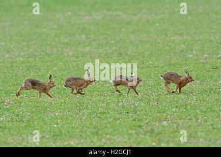 Mad March Hares, Brown Hares Lepus europaeus boxing  Holt Norfolk Stock Photo