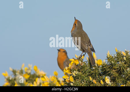 Robin Erithacus rubecula  in males in threat display Norfolk March Stock Photo
