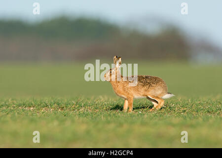 Brown Hare Lepus europaeus near Holt Norfolk March Stock Photo