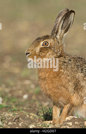 Brown Hare Lepus europaeus near Holt Norfolk March Stock Photo