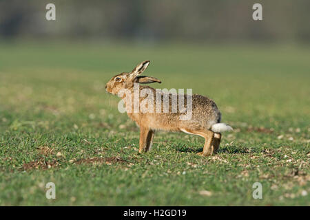 Brown Hare, Lepus europaeus stretching North Norfolk March Stock Photo