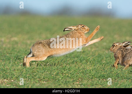 Mad March Hares, Brown Hares Lepus europaeus boxing near Holt Norfolk Easter Sunday Stock Photo