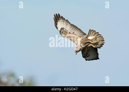 Common Buzzard Buteo buteo stooping on partridge North Norfolk Stock Photo