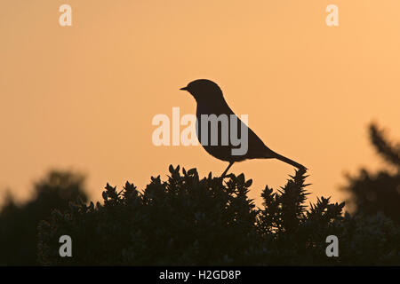 Dunnock, Prunella modularis sihouetted at dawn North Norfolk March Stock Photo