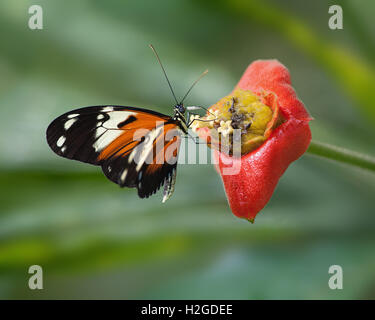 Heliconia (Heliconius melpomene) or longwing butterfly feeding on Hot Lips (Psychotria elata) flower. Stock Photo