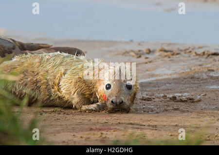 Grey Seal pup  Halichoerus grypus less than 1 hour old Donna Nook Lincolnshire Stock Photo