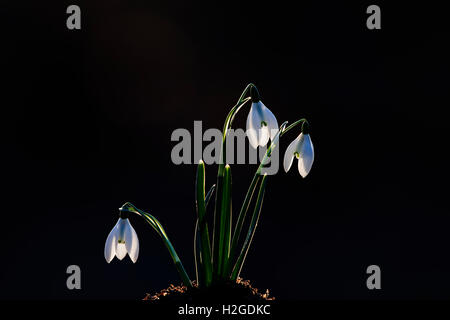 Snowdrops Galanthus nivalis backlit in late afternoon sun in Tiper's Wood, Kettlestone North Norfolk February Stock Photo