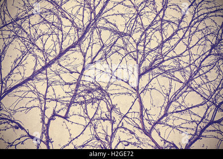 Creeping withered plant on wall background, vintage purple filter applied. Stock Photo