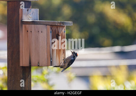 male downy woodpecker and homemade wooden birdhouse Stock Photo