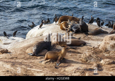 California Sea Lions and Brandt's Cormorants on the rocks at La Jolla Cove, San Diego, Stock Photo