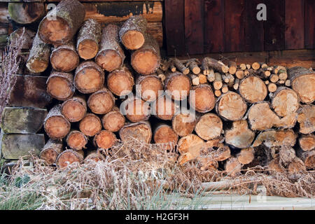 Log pile in woodland Norfolk winter Stock Photo