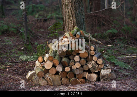 Log pile in woodland Norfolk winter Stock Photo