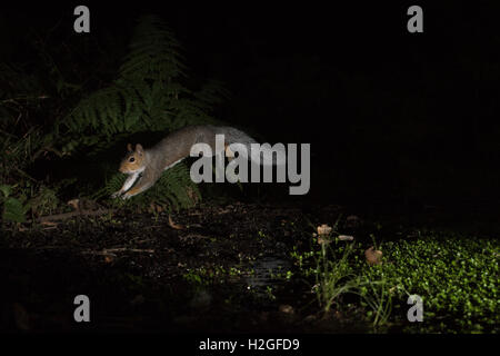 Grey Squirrel Sciurus carolinensis leaping across marshy ground Norfolk summer Stock Photo