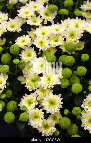 Chrysanthemum Feeling Green and Swan Cream on display. Stock Photo