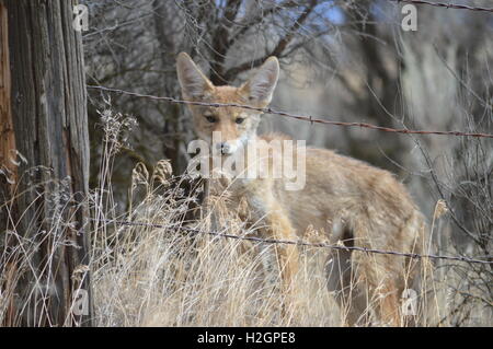 Curious Coyote Pup on the Palouse Stock Photo
