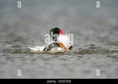 Shelduck / Brandgans ( Tadorna tadorna ), male adult in breeding dress, bathing, cleaning its feathers. Stock Photo