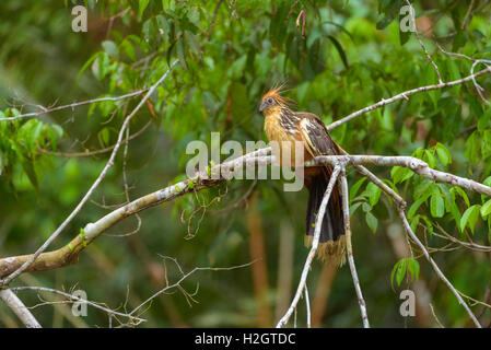 Hoatzin, also stinkbird or Canje pheasant (Opisthocomus hoazin) on branch, Cuyabeno Wildlife Reserve, Amazon rainforest Stock Photo