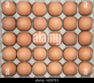 Brown eggs lined up in an egg carton Stock Photo