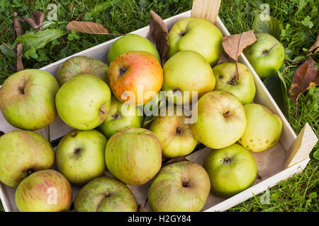 Various fresh green organic apples arranged in a wooden box as a natural still life for healthy and vegetarian food in top view Stock Photo