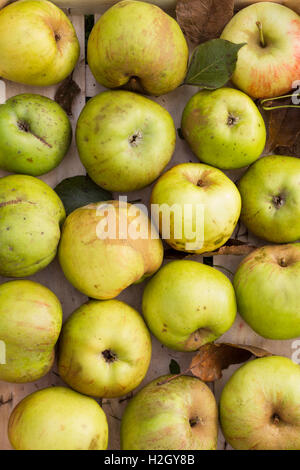 Various fresh green organic apples in a row as a natural still life for healthy and vegetarian food arranged in a wooden box Stock Photo