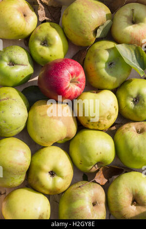 Various fresh green organic apples and a red one as a natural still life for healthy and vegetarian food arranged in a row Stock Photo