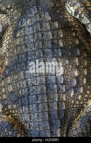 Crocodiles skin close up Stock Photo