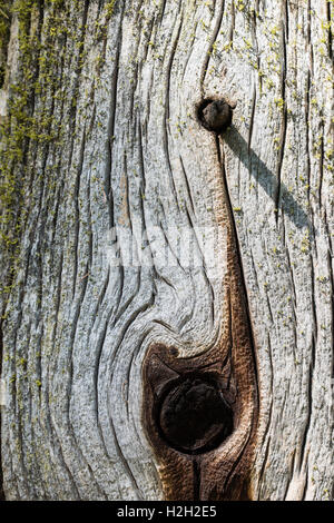 Holz, Detail | wood, detail Stock Photo